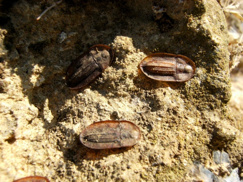 Cossyphus tauricus  (Tenebrionidae)